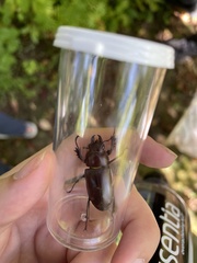 Lucanus capreolus