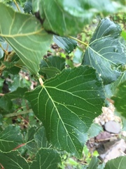 Populus nigra