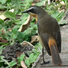 Cossypha caffra caffra