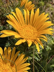 Berkheya armata