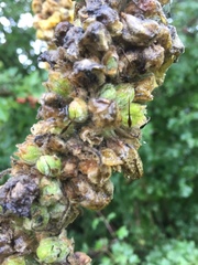 Verbascum densiflorum