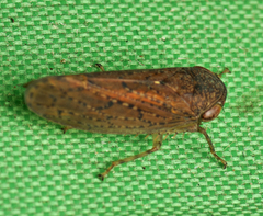 Tartessini