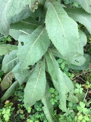 Verbascum densiflorum