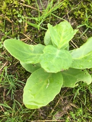 Hylotelephium maximum