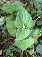 Viola canadensis