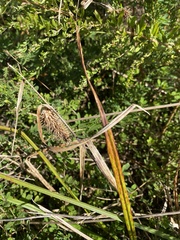 Carex comosa