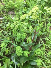 Hylotelephium maximum