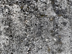 Pisaura