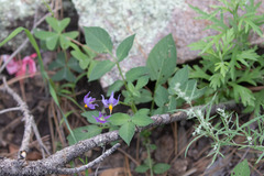 Solanum stoloniferum