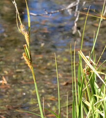 Carex utriculata