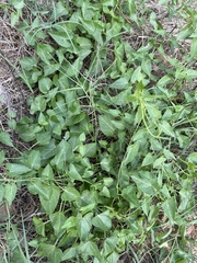 Funastrum cynanchoides