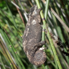 Bradypodion damaranum