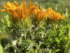 Berkheya armata