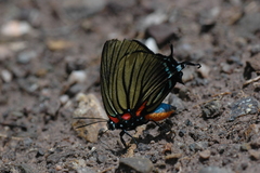 Atlides polybe