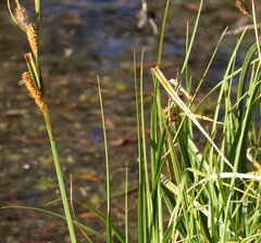 Carex utriculata
