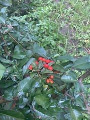 Pyracantha