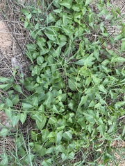 Funastrum cynanchoides