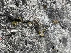Pisaura
