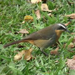 Cossypha caffra caffra