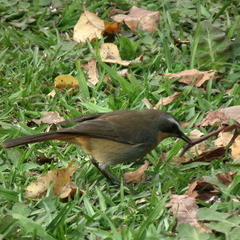 Cossypha caffra caffra