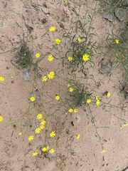 Croptilon divaricatum