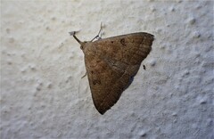 Pechipogo plumigeralis
