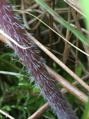 Chaerophyllum bulbosum