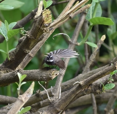 Rhipidura albogularis