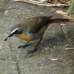 Cossypha caffra caffra