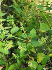 Mosla dianthera