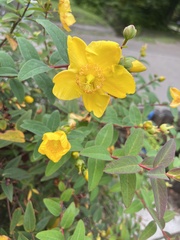 Hypericum