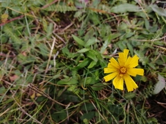 Pilosella officinarum