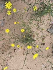 Croptilon divaricatum