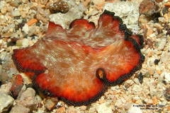 Pseudobiceros fulgor