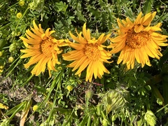 Berkheya armata