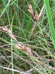 Carex praecox