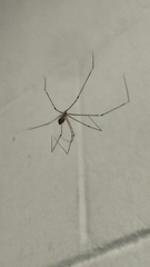 Crossopriza