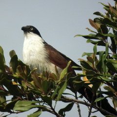 Centropus superciliosus burchellii