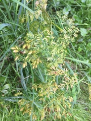 Chaerophyllum bulbosum
