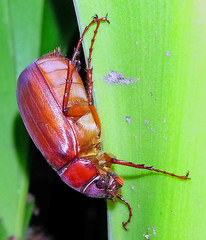 Melolonthinae