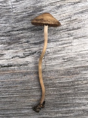 Panaeolus cinctulus