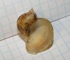 Radix auricularia