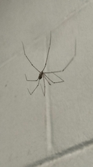 Crossopriza