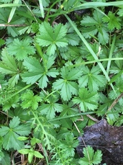 Potentilla verna