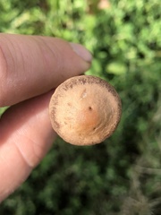 Panaeolus cinctulus