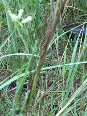 Turritis glabra