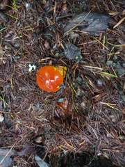 Hygrocybe coccinea