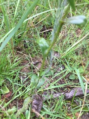 Turritis glabra