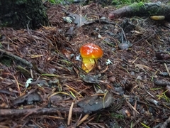 Hygrocybe coccinea