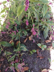 Persicaria longiseta